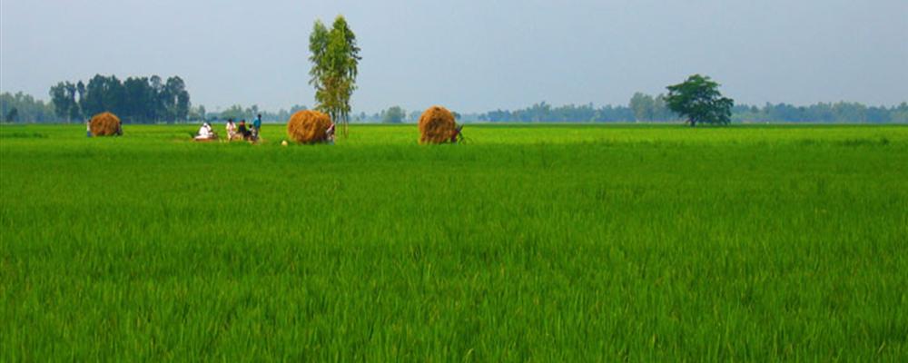 Bogra Sky, Aman Paddy Fields 7